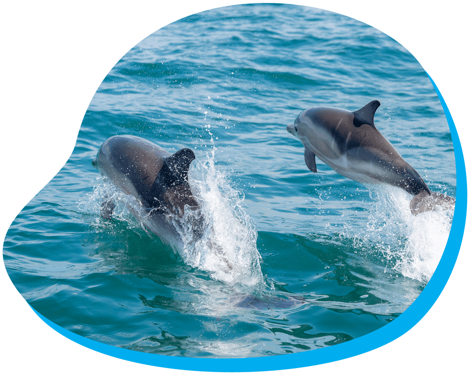 dolphins
